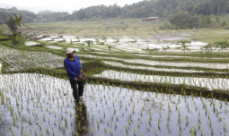 Mentan: Kios Pupuk Melanggar, Izin Dicabut