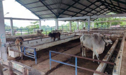 Kementan Dukung Upaya Pemerintah Daerah Menjaga Kualitas Daging Yang Beredar 