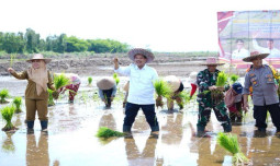 Inilah Sebaran Pasokan 10 Provinsi Produsen Beras 2024