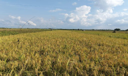 Harga Gabah Rp5.300, Swasembada Terancam Gagal. Bulog Tidak Berfungsi