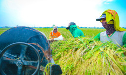 Panen Meningkat, Petani Nilai Kemudahan Pupuk Jadi Faktor Kunci