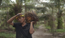 Ekspor CPO Menguat, Nilai Tembus US$4,69 Miliar di Awal Tahun 2026