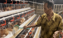 Harga Pakan Ternak Terkendali, Didukung Instrumen Stabilisasi Jagung
