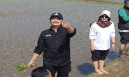 Kementan Gercep Tanam Padi di Cianjur
