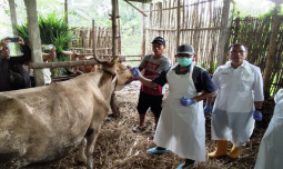 Kementan dan Dinas Jatim Tanggap Cepat Atasi Kasus PMK di Magetan