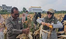 BSIP Riau Panen Perbenihan Jagung