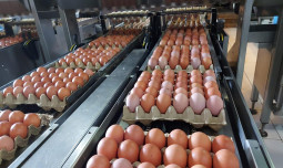 Produksi Telur Nasional Surplus, Kementan Siap Fasilitasi Ekspor Ke Negara Sahabat