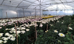 Penerima Manfaat Kementan : Omset Krisan Dalam Greenhouse Meningkat