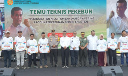 Kementan Genjot Pekebun Lakukan Intercropping Tanaman Perkebunan dengan Jagung