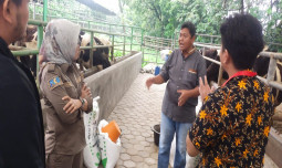 Kemitraan Peternak dan Swasta Sukses Hasilkan 114 Ekor Sapi Perah Bunting, Empat Pedet Sehat Telah Lahir