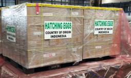 Perdana, Indonesia Berhasil Tembus Ekspor Telur Tetas Ayam ke Brunei Darussalam