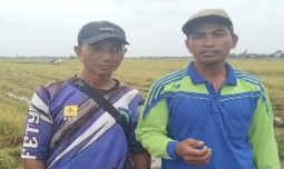 Harga Gabah Di Sejumlah Daerah Dibawah HPP, Bulog Diminta Segera Turun Tangan