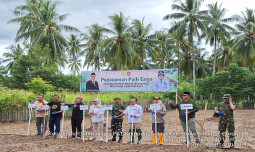 Antisipasi Krisis Pangan, Kementan Beri Dukungan Penuh Aktivitas Tanam Petani