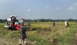 Musim Panen Gadu Menggeliat, Daerah Sentra Nikmati Harga Gabah Yang Baik
