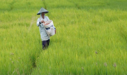 NTP Mei 2026 Naik Jadi 127,73, Mentan Amran Sebut Pendapatan Petani Tumbuh Lebih Cepat dari Biaya Produksi