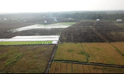 Kebijakan Akselerasi Tanam Untuk Menekan Impor Dampak El Nino 2024