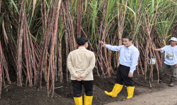 Mentan Tegaskan Komitmen Pemerintah untuk Petani Tebu di Hadapan Wapres