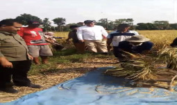 Percepatan Tanam, Kementan Tinjau Padi Organik di Magelang