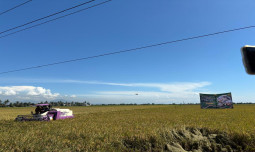 Panen Raya Padi Serentak di Banten, Bukti Komitmen Menuju Swasembada Pangan Nasional