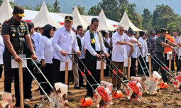 Pulang Kampung,Mentan Amran Tanam Jagung Di Konawe Utara