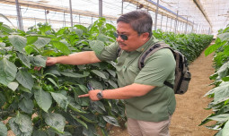 Pengendalian Hama Terpadu Berbasis Musuh Alami Digunakan di Greenhouse Terbesar Dunia
