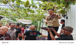 Kementan dorong Pringsewu menjadi Kabupaten Anggur