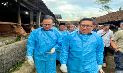 Vaksinasi Rutin Diperkuat, Kementan Jaga Usaha Peternak dari Ancaman PMK
