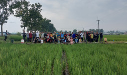 Respon Cepat Kementan Adakan Gerakan Pengendalian Wereng Batang Coklat di Cirebon