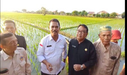 Kementan Memacu Petani Indramayu untuk Percepatan Tanam Tahun 2024