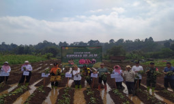 Kementan Terus Dorong Pengembangan Ubi Jalar berbasis Korporasi, Sejahterakan Petani di Karanganyar