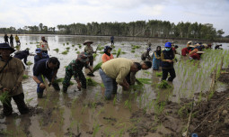 Tanam Perdana Cetak Sawah di Kapuas: Strategi Wujudkan Swasembada Pangan