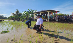 Revolusi Pertanian di Gowa: 50 Ribu Pemuda Siap Menggarap Lahan dan Raih Rp 10 Juta!
