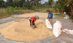 Tengkulak Terapkan Harga Suka-Suka, Petani di Klapanunggal Bogor Berharap Bulog Segera Turun Tangan