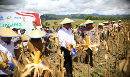 Mentan Amran: Kabar Gembira, Petani Jagung Dapat Dukungan 5 Triliun dari Presiden