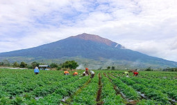 Produktivitas Kentang Kerinci Naik 8,76%, Kementan Dorong Perluasan Pasar dan Hilirisasi