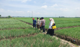 Nganjuk Panen Raya, Pemerintah Yakin Stok dan Harga Bawang Merah Stabil Hingga Lebaran 2026