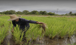 Swasembada Pangan di Tengah El Nino, Kementan Percepat AUTP Mitigasi Risiko Gagal Panen