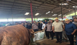 Wamentan Sudaryono Ingatkan Pentingnya Menjaga Sapi Betina Produktif, Ahmad Muzani Dorong Kontes Jadi Simpul Pasar Ternak