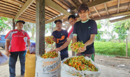 Stabilkan Harga Cabai, Kementan Gandeng Champion Perkuat Distribusi