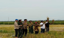 Panen Perdana di Lahan Baru Dadahup, Bukti Nyata Keberhasilan Ekstensifikasi Lahan Pertanian