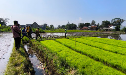 Gencarkan Percepatan Tanam, Kementan Lakukan Percepatan Olah Tanah dan Kendalikan Hama Penyakit Tanaman di Tasikmalaya dan Garut