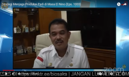 Kementan Lakukan Strategi Jaga Produksi Padi di Masa El Nino