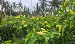 Produksi Cabai Jabar Surplus, Pasokan Aman Jelang Ramadhan-Idul Fitri 2026