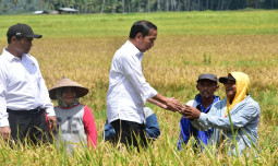 Di Sulteng, Presiden Jokowi Apresiasi Gebrakan Mentan Amran Lakukan Percepatan Tanam Padi