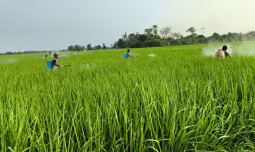 Tidak Kenal Libur, Kementan Lakukan Pengendalian Penggerek Batang Padi di Karawang