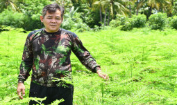 Kelor Kian Melejit, Superfood Ini Berhasil Raih Omset Per Tahun 4 Milyar