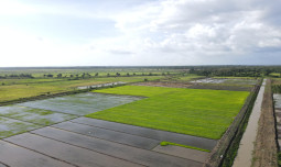 Serapan Beras Bulog Januari–Mei Tertinggi dalam 57 Tahun, Tanpa Impor