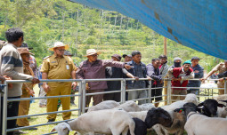 Memasuki Bisnis Domba, Standar Ekspor