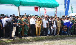 Mentan Amran Tanam Padi Di Bone,Saya Turun Untuk Selesaikan Masalah