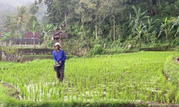 Angka Tetap BPS: Produksi Padi 2026 hingga Agustus Capai 43,89 Juta Ton